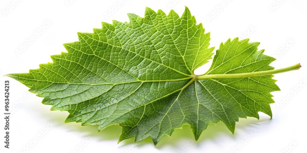 Grape Leaf Detail, White Background, Close-Up, Vines, Nature, Botany, Foliage Grape Leaf Detail, White Background, Close-Up, Vines, Nature, Botany, Foliage