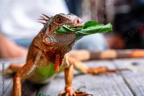 Close up iguana lizard eating leave popular household pet photo