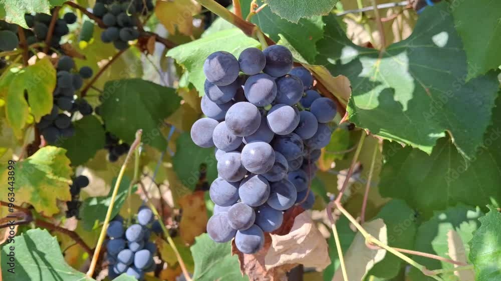 Video with ripe grapes in Maramures, Romania. 4K Video with ripe grapes in Maramures, Romania. 4K