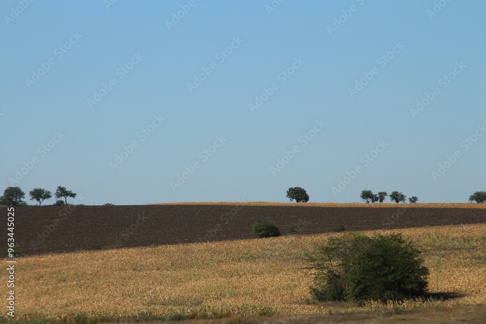 Obraz premium A field with trees and blue sky