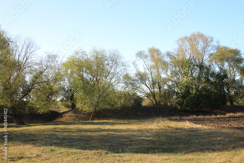 A grassy field with trees