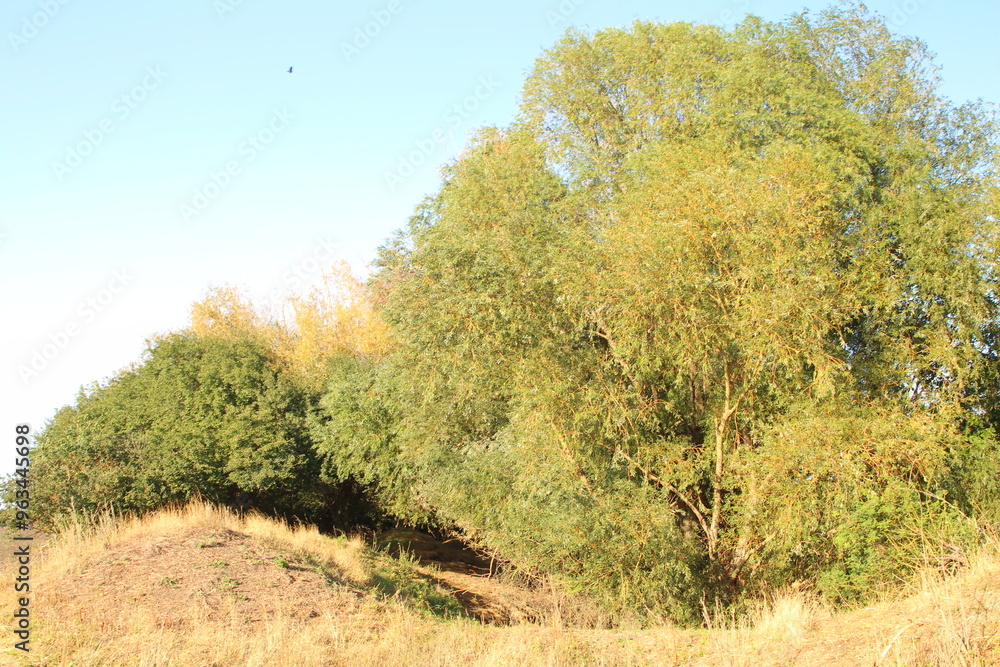 Fototapeta premium A tree in a field