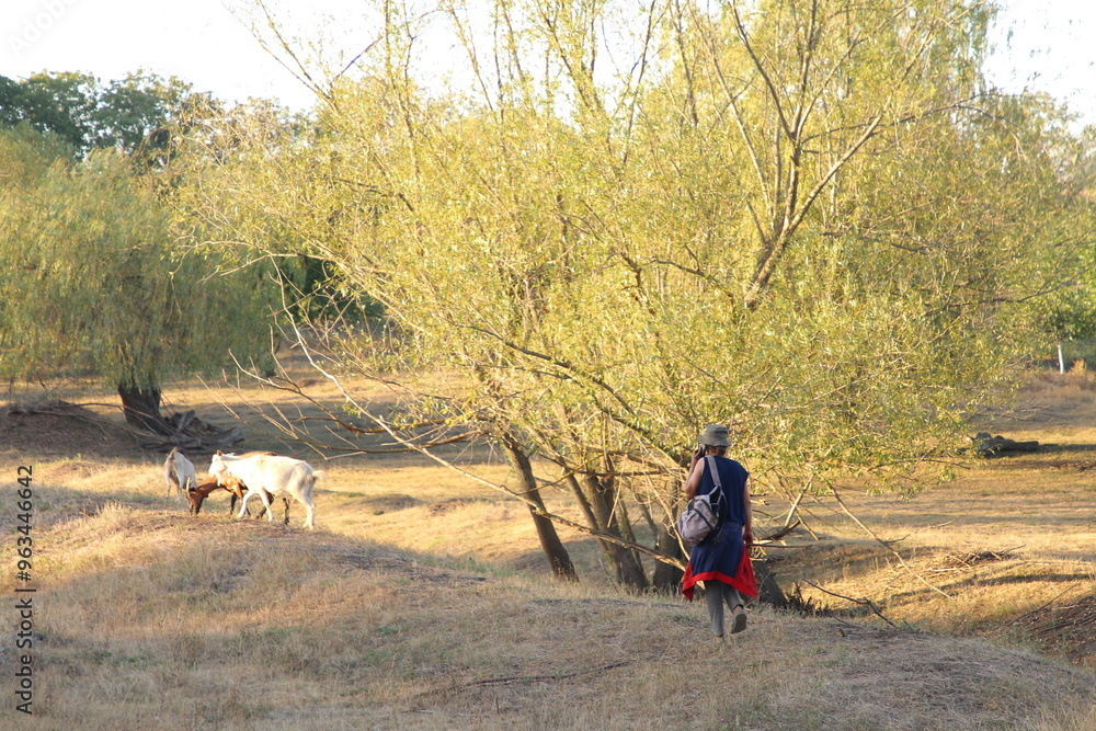 Fototapeta premium A person walking a dog in a wooded area