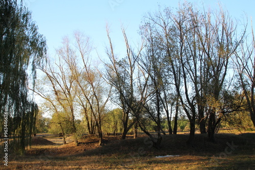 A group of trees in a field