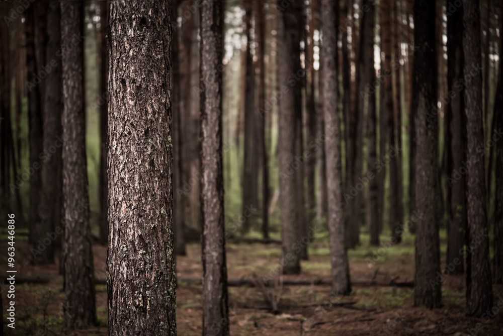Dark pine forest Dark pine forest
