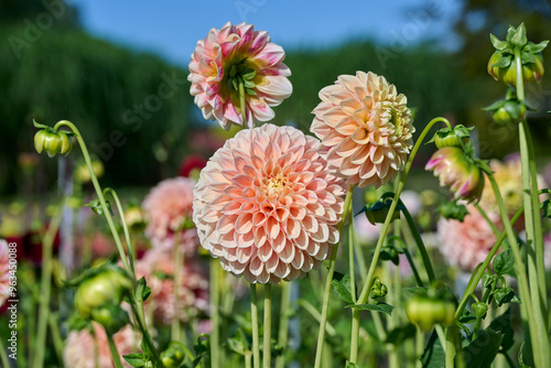 Fototapeta dahlia Sweet Suzanne with a beautiful peach color