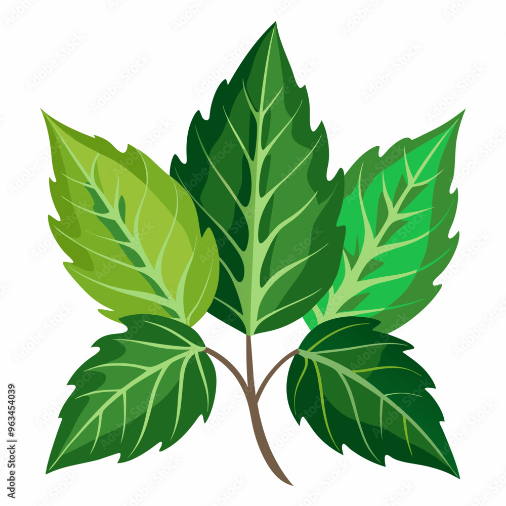 green leaf isolated on white background green leaf isolated on white background