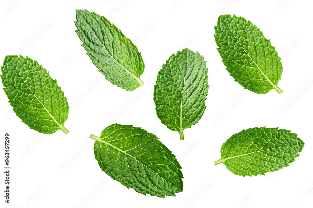 Falling Mint Leaves Cut out With Full Depth of Field Falling Mint Leaves Cut out With Full Depth of Field
