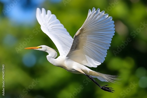 Bird flapping its wings powerfully, gaining momentum as it takes off from the ground, rising into the open sky photo