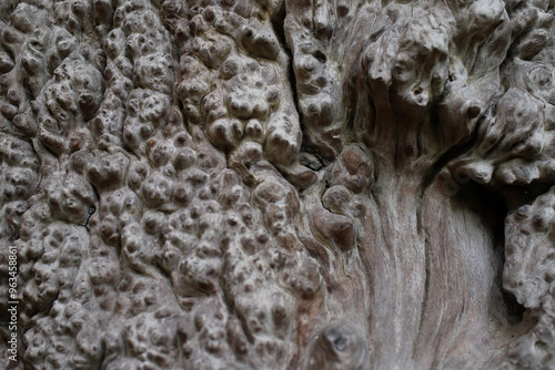 background with expressive texture of old wood photo