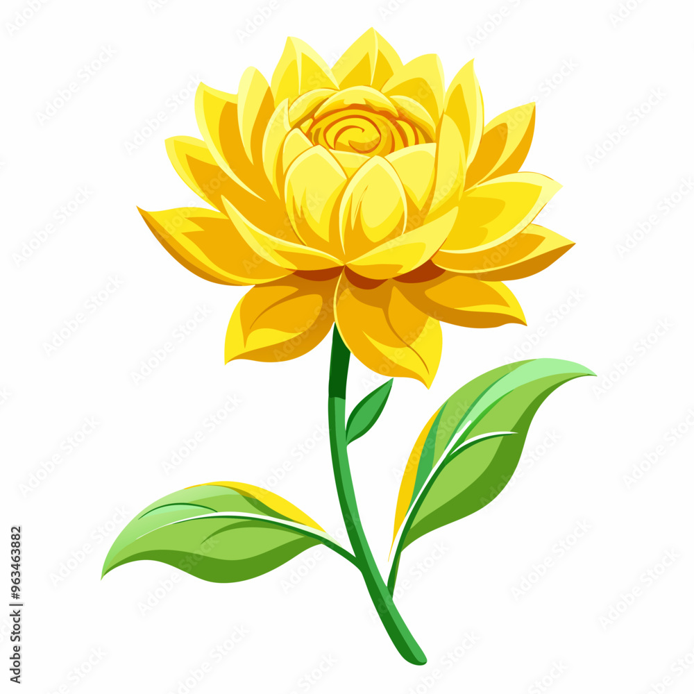 yellow flower isolated on white background yellow flower isolated on white background