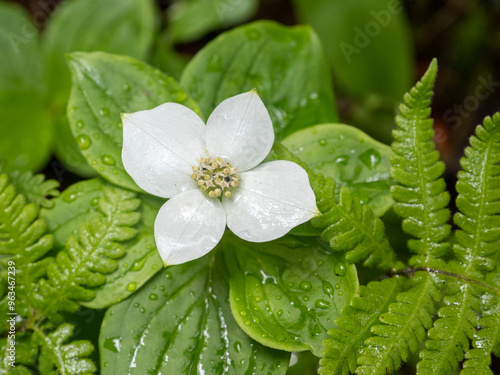 Macro of single flower of blooming white Canadian bunchberry, creeping dogwood, with water droplets and fern around. photo