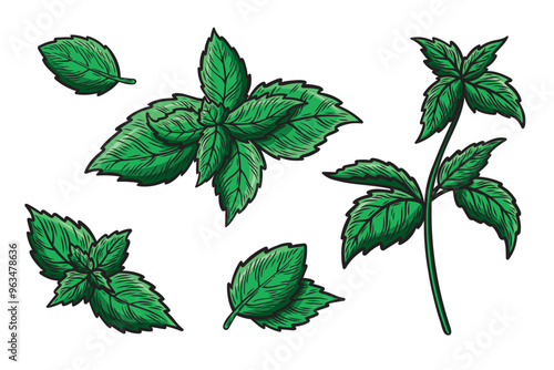 Set of illustrations with mint leaves and a branch.