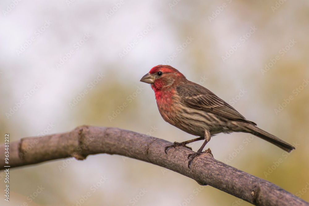 House Finch on Branch