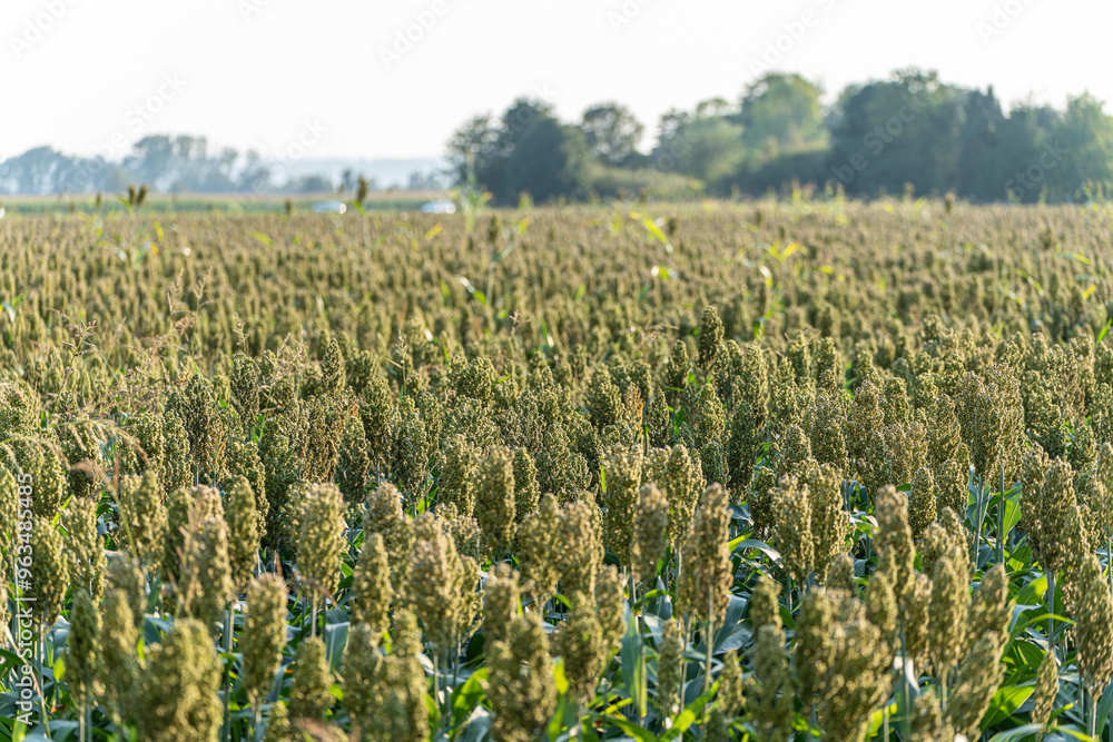 Overview over field of millet not ripe grains as whole plant on ecological organic farm 6 Overview over field of millet not ripe grains as whole plant on ecological organic farm 6