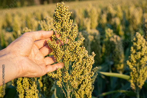 Fotografie Closeup of millet not ripe grains with white hand on ecological organic farm in
