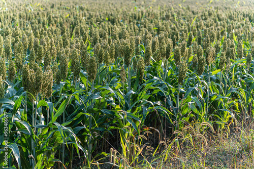 Field of millet with whole plants on organic farm during sunset 2