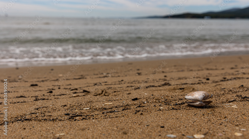 A serene beach with a beautiful shell treasure on the sandy shoreline and gentle waves A serene beach with a beautiful shell treasure on the sandy shoreline and gentle waves