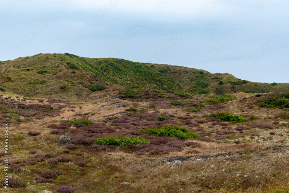 heather in bloom in the Schoorlse Duinen, Netherlands heather in bloom in the Schoorlse Duinen, Netherlands