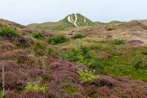 heather in bloom in the Schoorlse Duinen, Netherlands photo