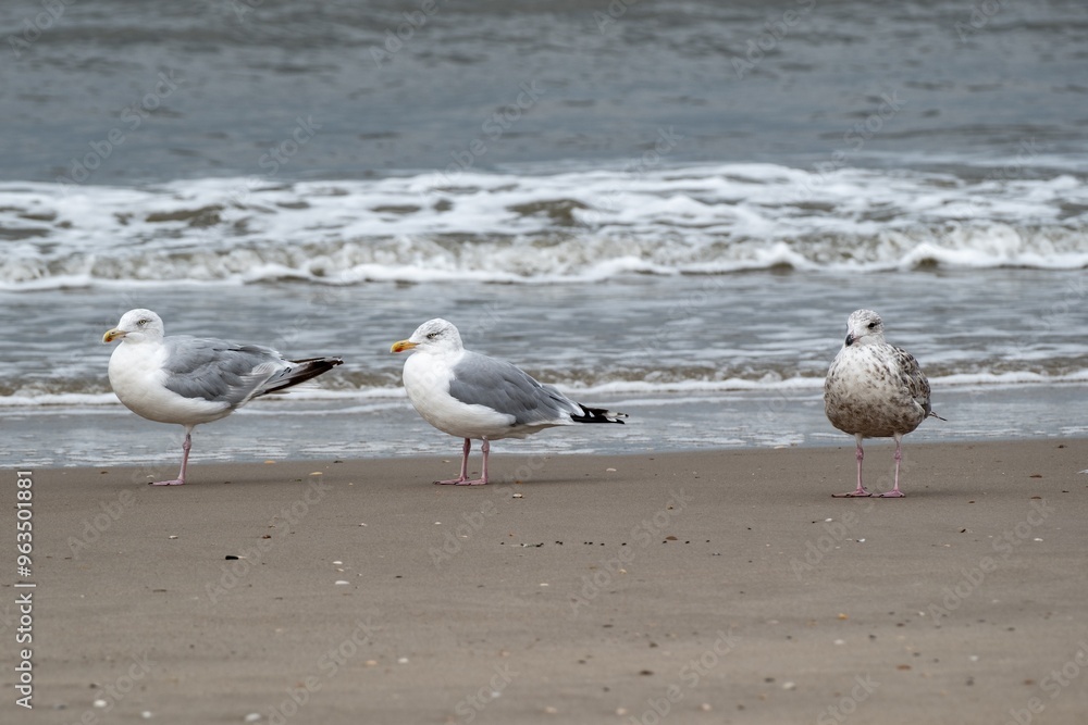 seagulls on small sandbank with surf seagulls on small sandbank with surf