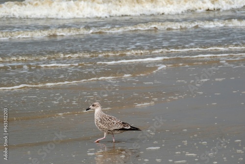 Seagull walking on the beach, waves in the background