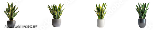 Set, collection of A tall snake plant in an office isolated on transparent background.