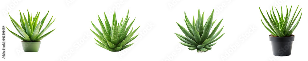 Set, collection of Aloe vera plant isolated on transparent background. Set, collection of Aloe vera plant isolated on transparent background.