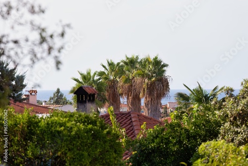 palm trees in the garden in pefkochori, greece