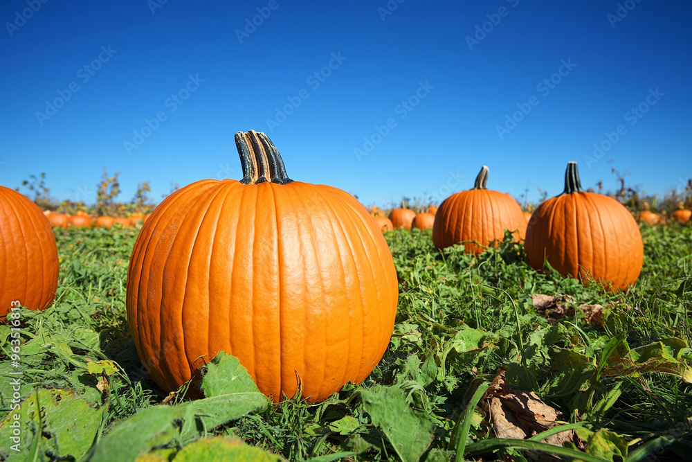 Autumn harvest. Large field with orange pumpkins ready for harvesting Autumn harvest. Large field with orange pumpkins ready for harvesting