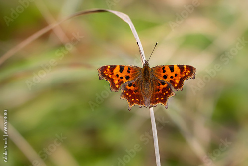 Comma butterfly (Polygonia c-album). 