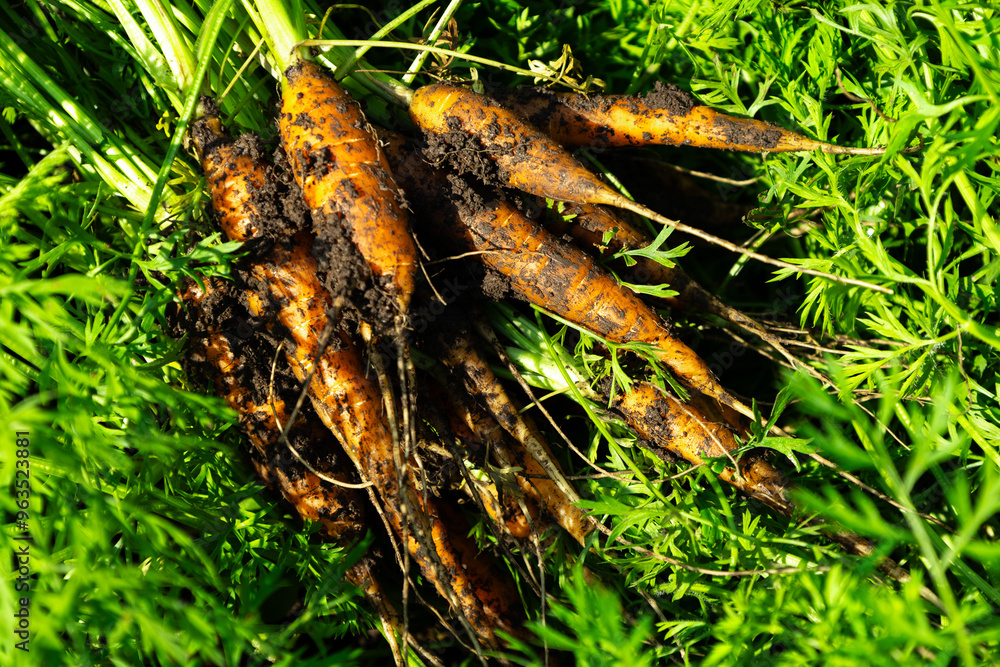 Freshly harvested carrots with soil in green foliage under sunlight. Concept of organic farming, healthy eating, and fresh produce Freshly harvested carrots with soil in green foliage under sunlight. Concept of organic farming, healthy eating, and fresh produce