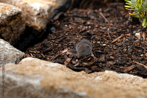 House shrew in a garden