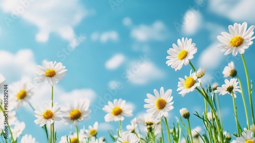 A vibrant image of a meadow filled with delicate white daisies reaching towards a clear blue sky with fluffy white clouds. The scene evokes feelings of joy, new beginnings, and the beauty of nature's 