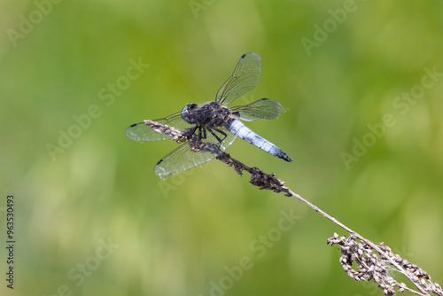 Wallpaper Mural Dragonfly sits on dry grass on a green background close up Torontodigital.ca