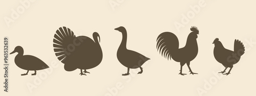 Poultry silhouette. Isolated  poultry on white background