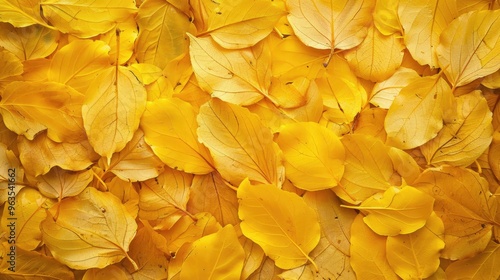 Wallpaper Mural Yellow autumn leaf texture Torontodigital.ca