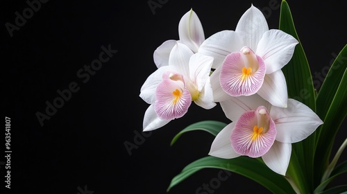 A delicate Miltonia orchid with its flat, pansy-like flowers in shades of pink and white