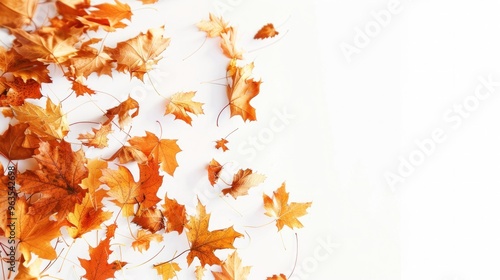 A white background with a row of orange leaves