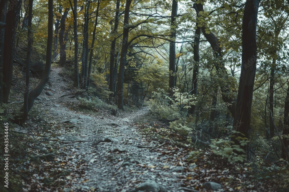 A path through a forest with trees and leaves on the ground. The path is covered in leaves and rocks, giving it a rustic and natural feel A path through a forest with trees and leaves on the ground. The path is covered in leaves and rocks, giving it a rustic and natural feel