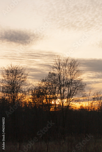 sunset in the forest