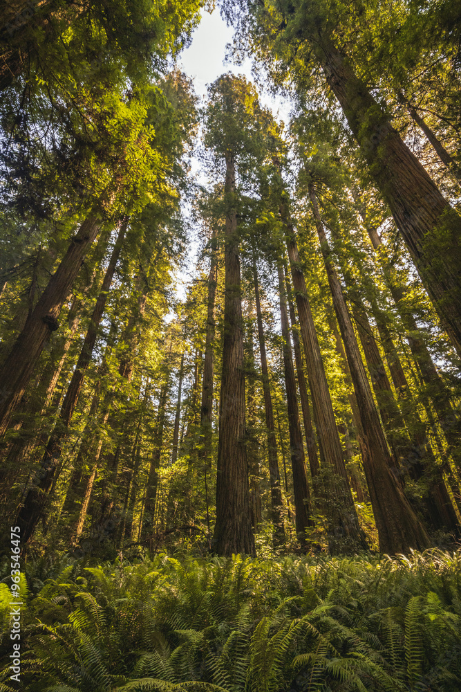 Fototapeta premium Redwood Trees. California. United States.
