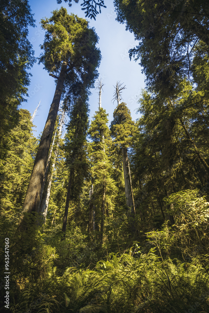Redwood Trees. California. United States. Redwood Trees. California. United States.