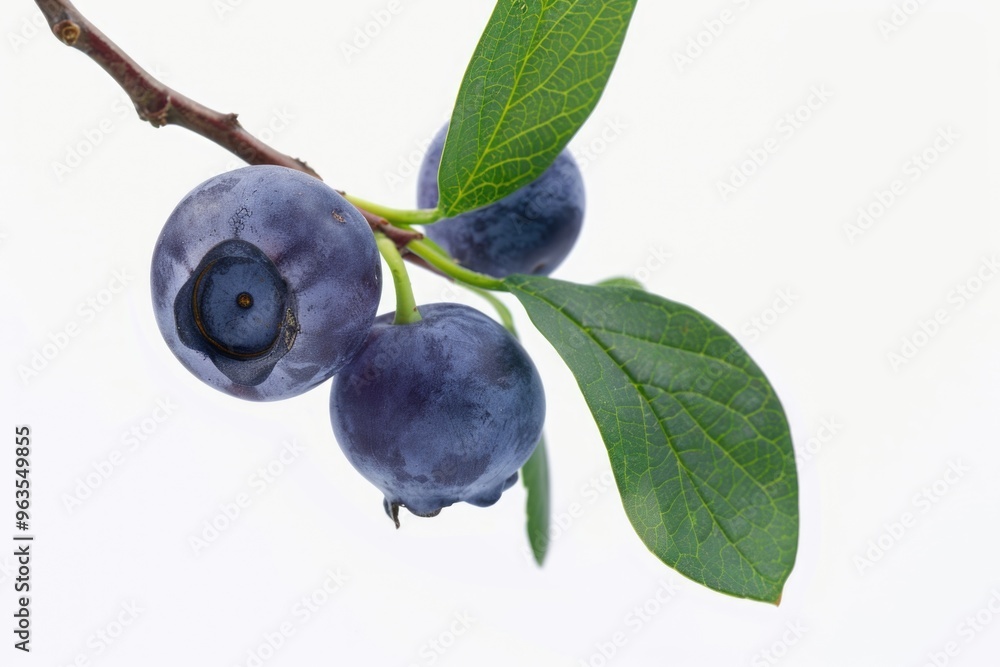 A blueberry is hanging from a branch. The blueberry is ripe and ready to be eaten A blueberry is hanging from a branch. The blueberry is ripe and ready to be eaten