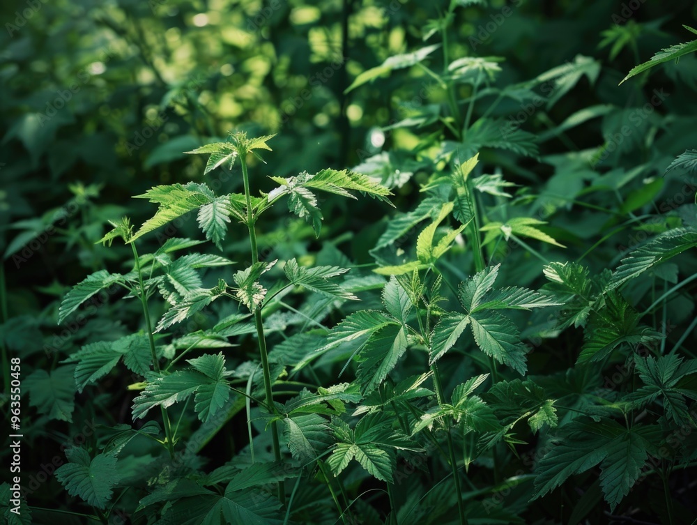 A lush green plant with many leaves and stems A lush green plant with many leaves and stems