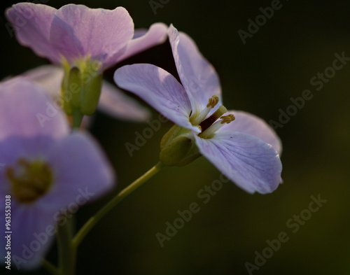 Blume