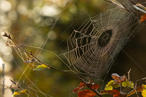Spinnennetz