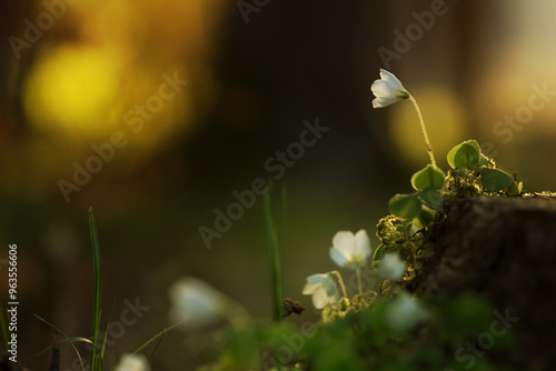 Kleeblüte im Wald