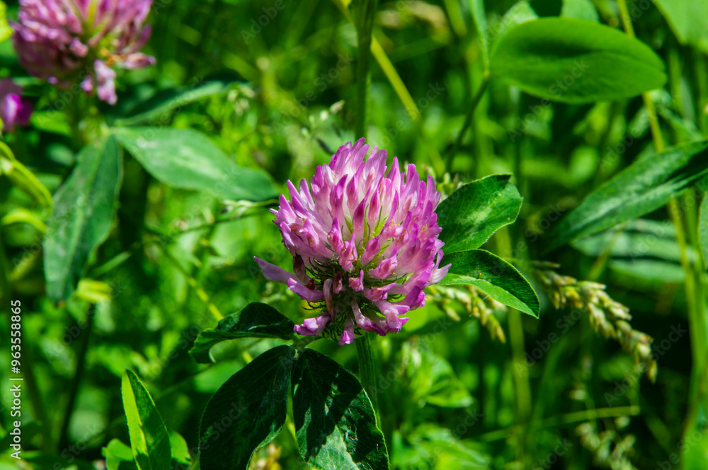 Fototapeta premium close-up: red clover with dark pink flowers