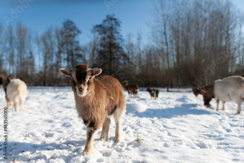 Фотография A group of goats in a now covered field in East Flanders, Belgium